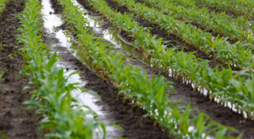 Carmona, Varca and Orlim farmers appeal to save crops from rain water