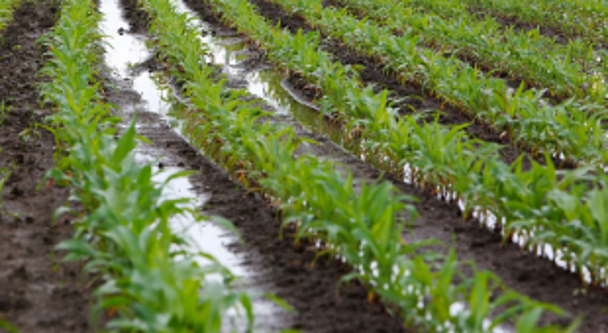 Carmona, Varca and Orlim farmers appeal to save crops from rain water