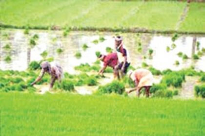 Carmona farmers to form cluster groups to take forward community farming initiative