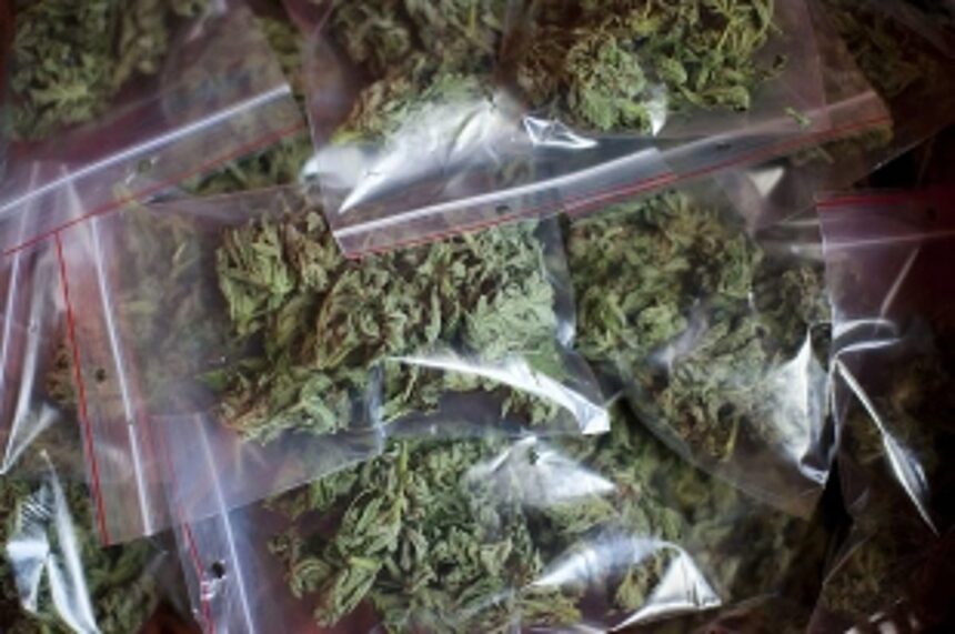 10.7 KG OF SUSPECTED GANJA SEIZED AT MAPUSA BUS TERMINAL 1 Cases of marijuana peddling across South Goa at a worrying high
