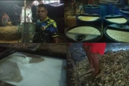 Cashew Business Suffers from Climate Effects and Other Challenges