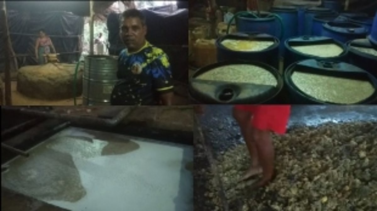 Cashew Business Suffers from Climate Effects and Other Challenges