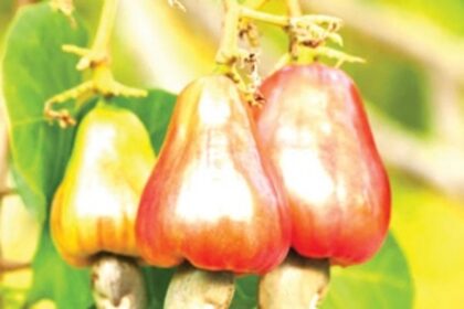Cashew Fest to promote humble versatile fruit