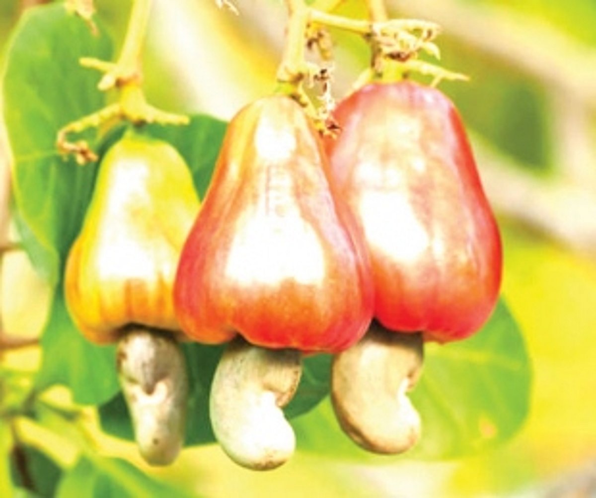 Cashew Fest to promote humble versatile fruit