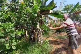 Cashew Yield Plummets in Sattari, Raising Concerns Among Farmers