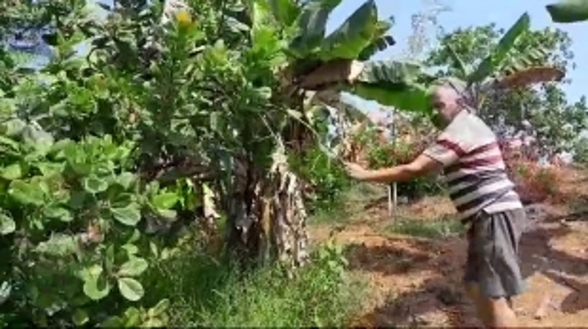 Cashew Yield Plummets in Sattari, Raising Concerns Among Farmers