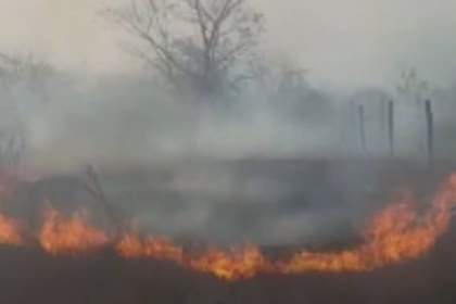 Cashew orchard gutted at Dhargalim