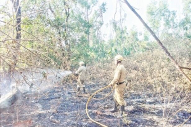 Cashew orchard  torched at Ponda