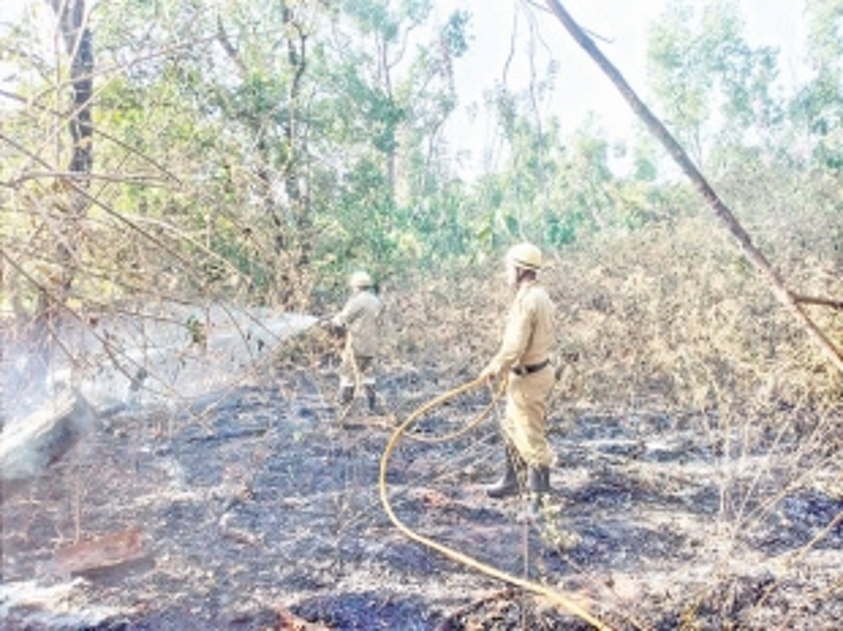Cashew orchard  torched at Ponda