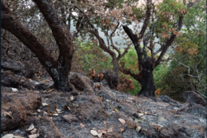 Cashew plantations near Mopa airport gutted in fire