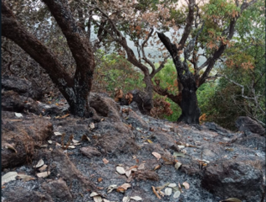 Cashew plantations near Mopa airport gutted in fire