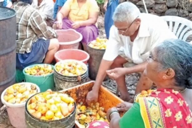 Cashew-related business in peril: Farmers