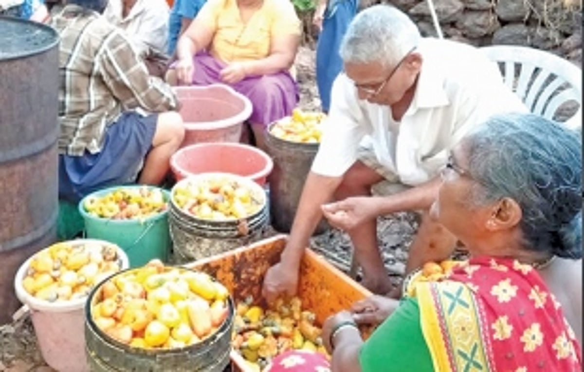 Cashew-related business in peril: Farmers