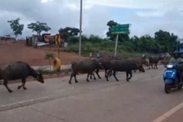 Cattle Roaming Freely on National Highway 66 near Mopa Airport Junction Raise Safety Concerns