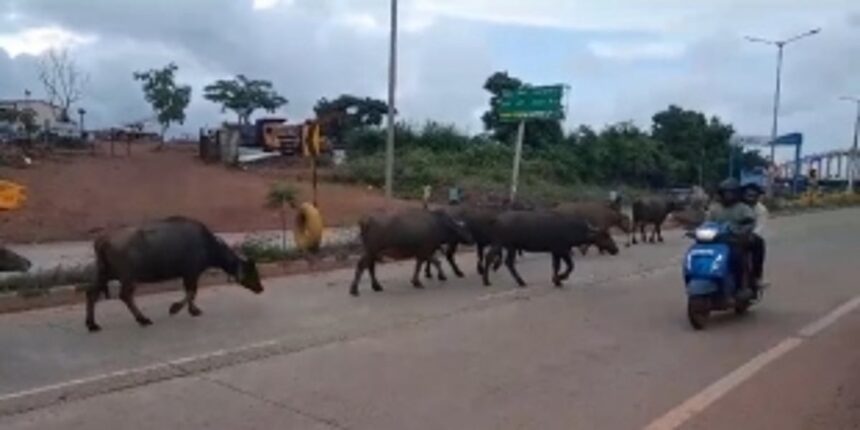 Cattle Roaming Freely on National Highway 66 near Mopa Airport Junction Raise Safety Concerns