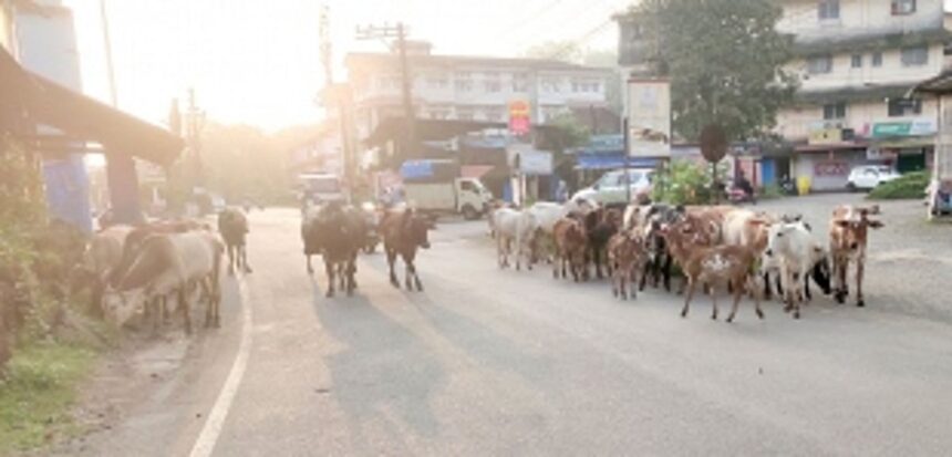 Cattle at Quepem market main junction causing traffic jams
