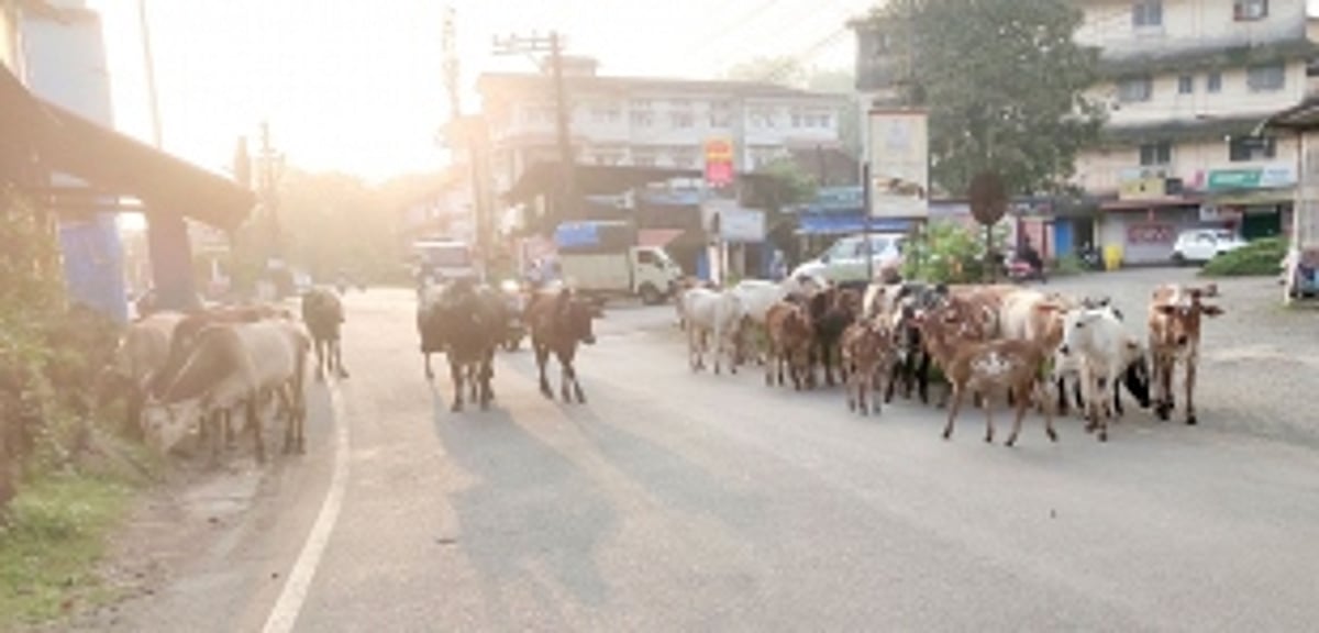 Cattle at Quepem market main junction causing traffic jams