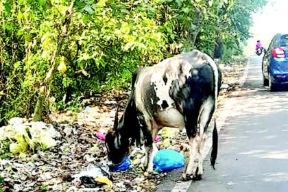 Cattle feast on garbage at Tivim