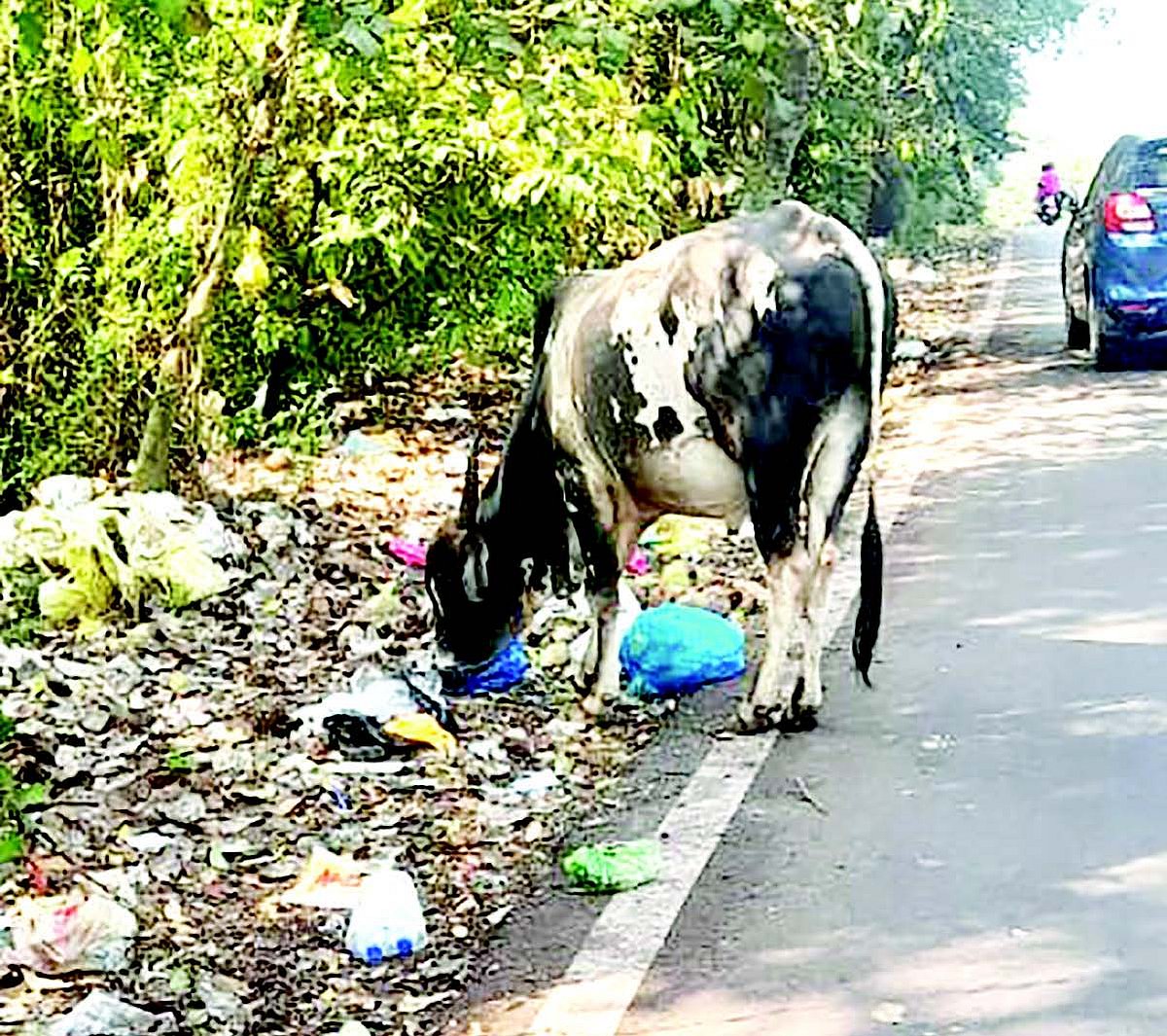 Cattle feast on garbage at Tivim