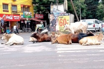 Cattle hurdle in Vasco