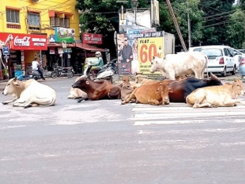 Cattle hurdle in Vasco