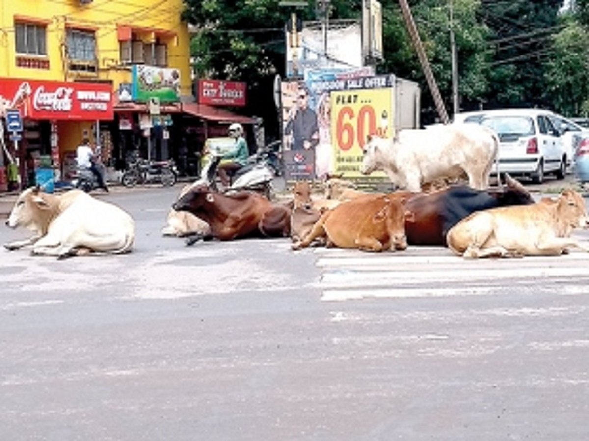 Cattle hurdle in Vasco
