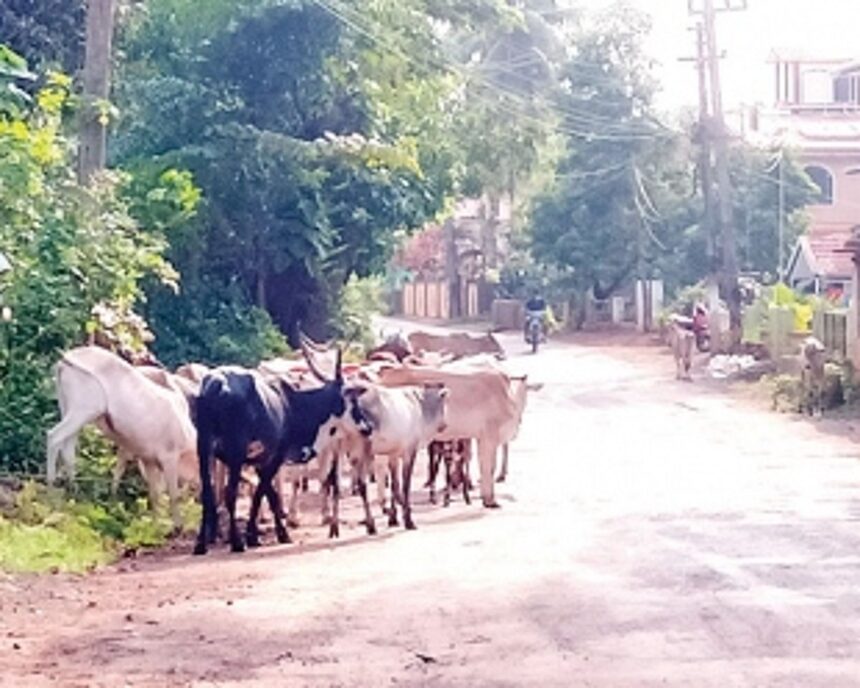 Cattle menace continues to haunt Siolim residents
