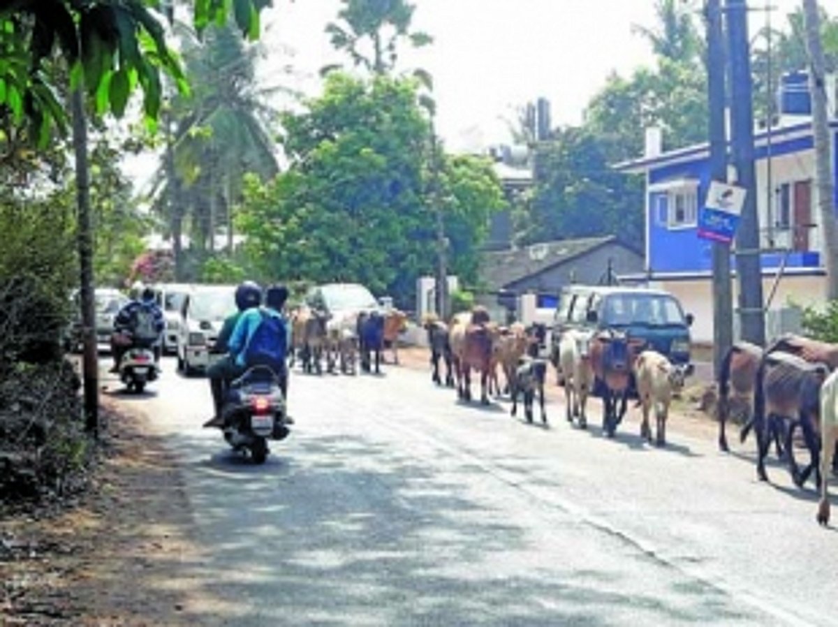 Cattle menace haunting Siolim