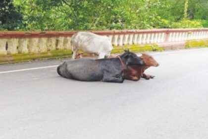 Cattle menace in Siolim endangering lives of motorists