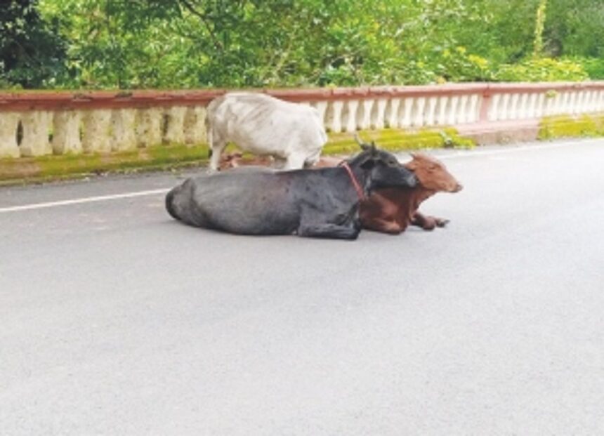 Cattle menace in Siolim endangering lives of motorists