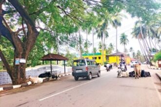 Cattle menace inconveniencing  commuters in Parra, Siolim