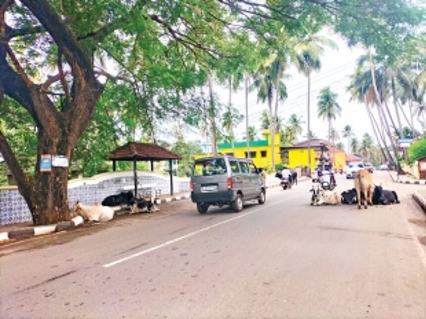 Cattle menace inconveniencing  commuters in Parra, Siolim