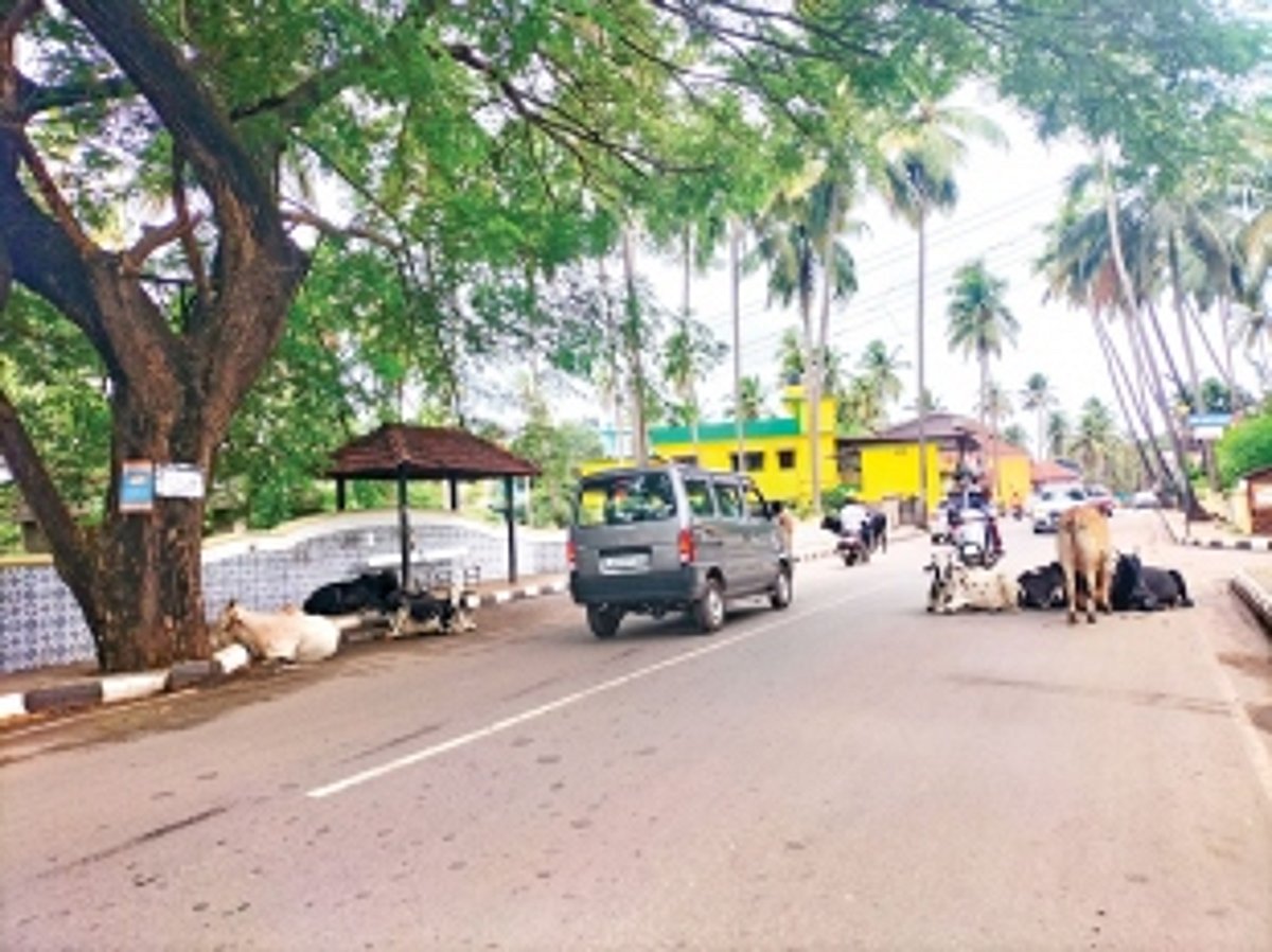 Cattle menace inconveniencing  commuters in Parra, Siolim