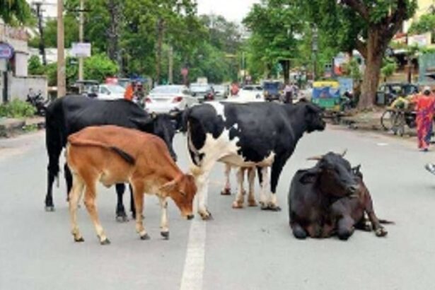 Cattle pound keeper given clerical duties by Cuncolim Municipal Council
