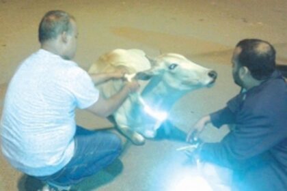 Cattle reflector belts to prevent accidents in Ponda