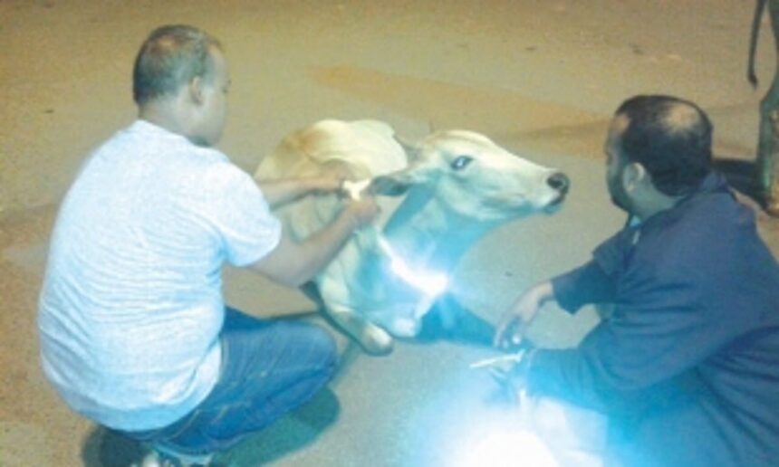 Cattle reflector belts to prevent accidents in Ponda 1 Cattle reflector belts to prevent accidents in Ponda