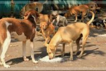 Cavelossim Panchayat Urges Villagers to Stop Randomly Feeding Stray Dogs Amid Rising Attacks