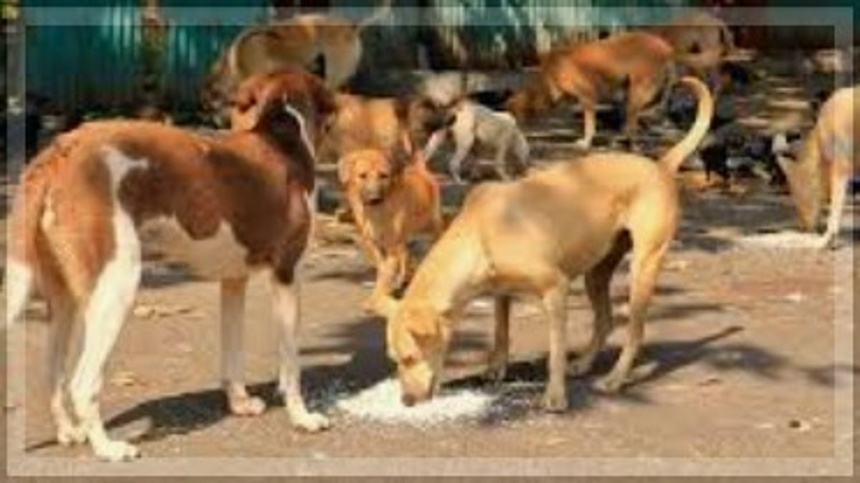 Cavelossim Panchayat Urges Villagers to Stop Randomly Feeding Stray Dogs Amid Rising Attacks 1 Cavelossim Panchayat Urges Villagers to Stop Randomly Feeding Stray Dogs Amid Rising Attacks