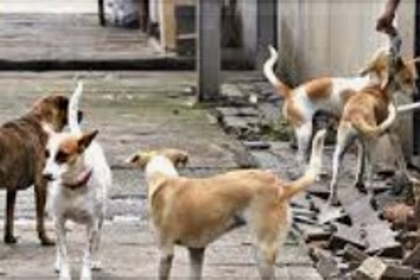 Cavelossim Panchayat's Initiative to Control Stray Dog Menace: Will Government Step Up?