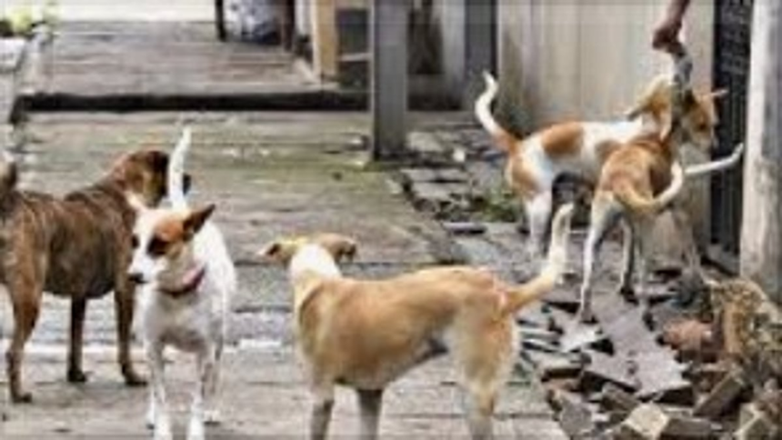 Cavelossim Panchayat's Initiative to Control Stray Dog Menace: Will Government Step Up? 1 Cavelossim Panchayat's Initiative to Control Stray Dog Menace: Will Government Step Up?