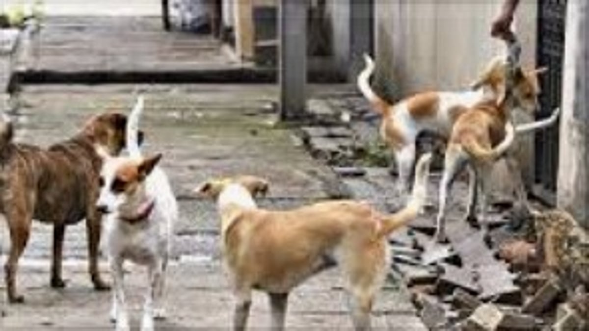 Cavelossim Panchayat's Initiative to Control Stray Dog Menace: Will Government Step Up?