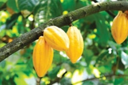 Celebrating the sweet essence of cocoa