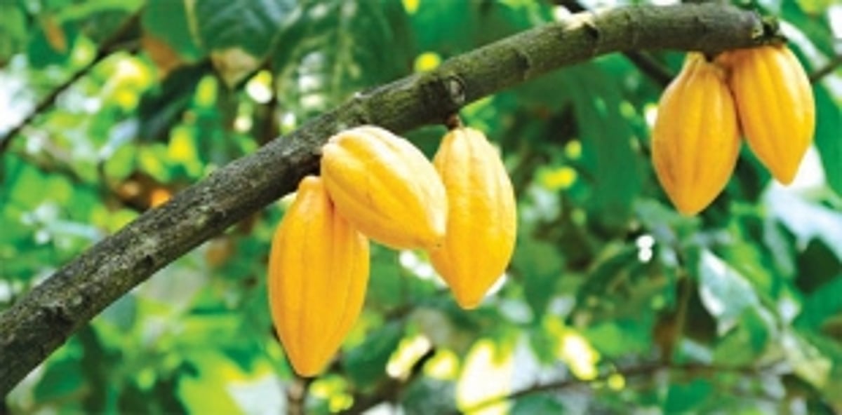 Celebrating the sweet essence of cocoa