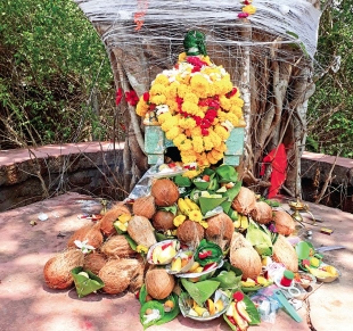 Celebration under the sacred banyan tree