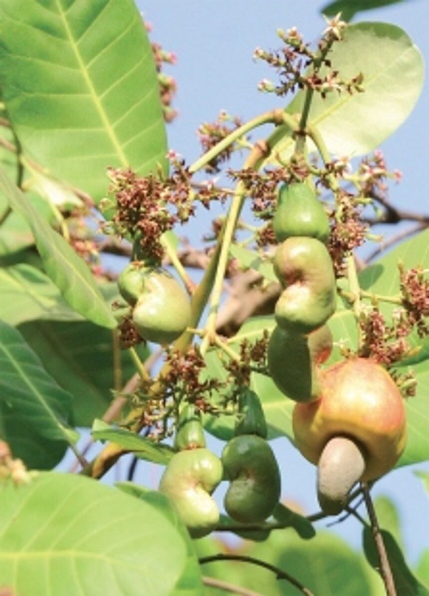 Celebrity status for Cashew