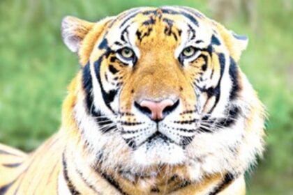 Central team NAILS Forest dept on 4 tiger DEATHS