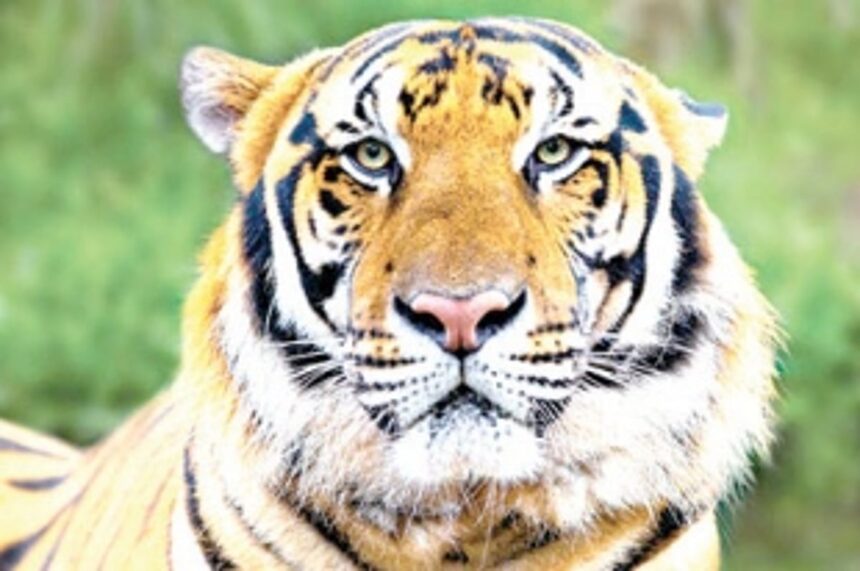 Central team NAILS Forest dept on 4 tiger DEATHS