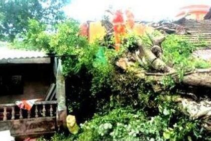Centuries-old peepal tree uproots, damages two houses in Talavalim