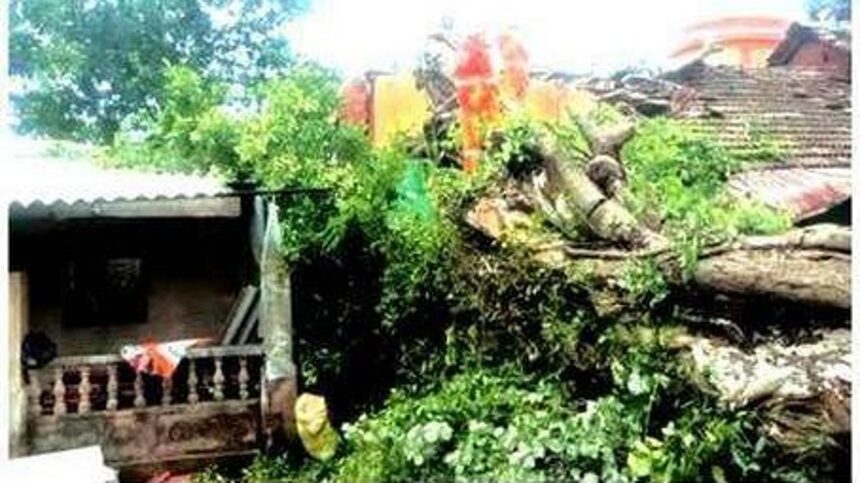 Centuries-old peepal tree uproots, damages two houses in Talavalim 1 Centuries-old peepal tree uproots, damages two houses in Talavalim