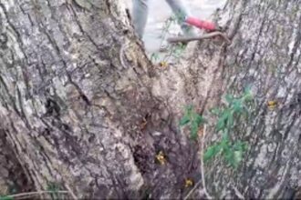 Centuries-old tree at risk near Excise Department; Authorities turn blind eye
